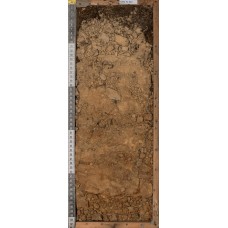 Бурозем оподзоленный Бурозем оподзоленный