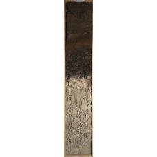 Торфяно-перегнойно-глеевая Торфяно-перегнойно-глеевая