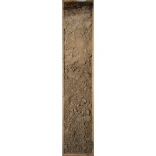 Криометаморфическая поверхностно-глееватая или глеезем криометаморфический Криометаморфическая поверхностно-глееватая или глеезем криометаморфический