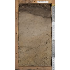 Глеезем перегнойный Глеезем перегнойный