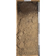 Криометаморфическая грубогумусовая палево-метаморфизованная Криометаморфическая грубогумусовая палево-метаморфизованная