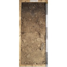 Подбур грубогумусированный Подбур грубогумусированный