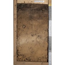 Подбур иллювиально-железистый оподзоленный Подбур иллювиально-железистый оподзоленный