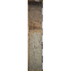 Торфяно-подзол иллювиально-железистый глееватый Торфяно-подзол иллювиально-железистый глееватый