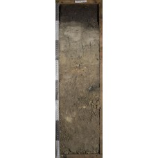 Торфяно-элювозем Торфяно-элювозем