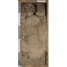 Перегнойно-криометаморфическая глееватая Перегнойно-криометаморфическая глееватая