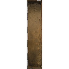 Серогумусовая грубогумусированная Серогумусовая грубогумусированная