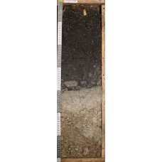 Серогумусовая глеевая на миаските Серогумусовая глеевая на миаските