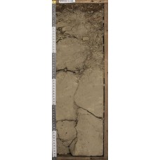 Cолончак (слабо дифференцированный) Cолончак (слабо дифференцированный)