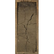 Глеезем иллювиально-ожелезненный криотурбированный Глеезем иллювиально-ожелезненный криотурбированный