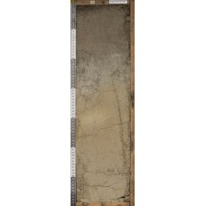 Солончак глеевый Солончак глеевый