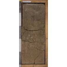 солончак солонцеватый солончак солонцеватый