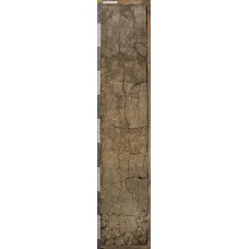 Солонец светлогумусовый Солонец светлогумусовый