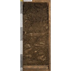 Бурозем темный Бурозем темный