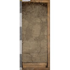 Криометаморфическая грубогумусовая Криометаморфическая грубогумусовая