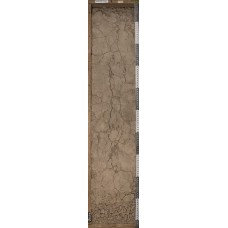 Сероземовидная Сероземовидная