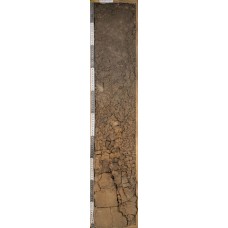 Серая на элювии песчаников Серая на элювии песчаников