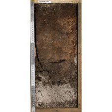 Торфяно-подзол Торфяно-подзол