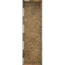 Бурозем Бурозем