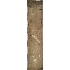 Бурозем оподзоленный Бурозем оподзоленный