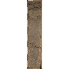 Солончак типичный Солончак типичный