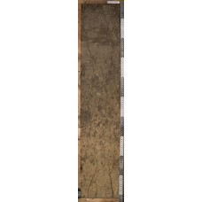 Агротемно-серая Агротемно-серая