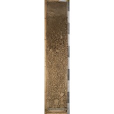 Каштановая осолоделая Каштановая осолоделая