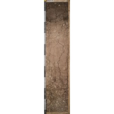 Каштановая краснопрофильная Каштановая краснопрофильная