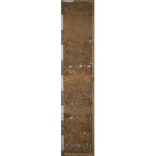 Псаммозем гумусовый иллювиально-железистый Псаммозем гумусовый иллювиально-железистый