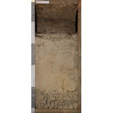 Торфяно-глеезем Торфяно-глеезем